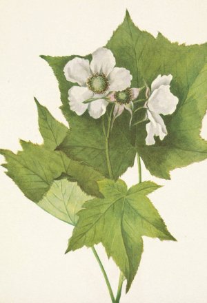 Whiteflowering Raspberry. Rubus parviflorus by Mary Vaux Walcott Oil Painting
