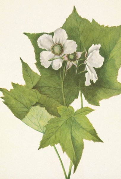 Whiteflowering Raspberry. Rubus parviflorus  by Mary Vaux Walcott - Hand-Painted Oil Painting Reproduction