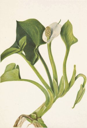 Wild Calla. Calla palustris by Mary Vaux Walcott Oil Painting