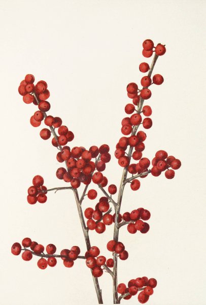Winterberry by Mary Vaux Walcott - Hand-Painted Oil Painting Reproduction