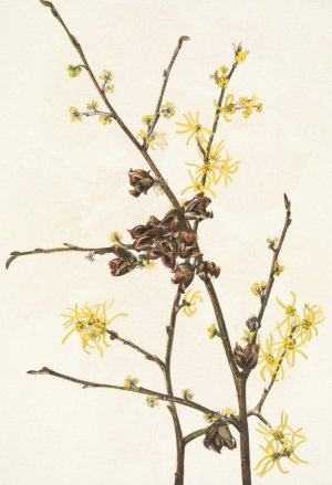 Witch-hazel. Hamamelis virginiana by Mary Vaux Walcott Oil Painting
