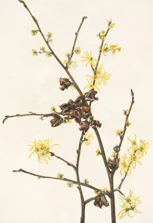 Witch-hazel. Hamamelis virginiana by Mary Vaux Walcott Oil Painting