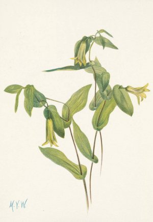 Wood Merrybells. Uvularia perfoliata by Mary Vaux Walcott Oil Painting