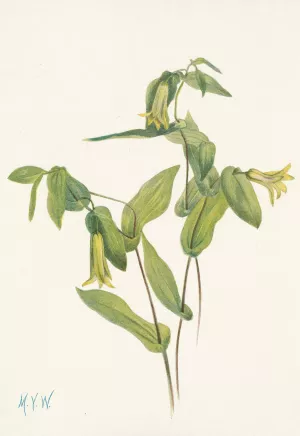 Wood Merrybells. Uvularia perfoliata by Mary Vaux Walcott Oil Painting