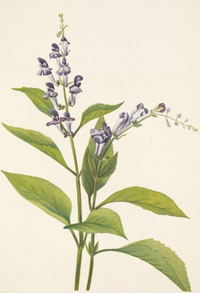 Main Product Photo of Wood Skullcap. Scutellaria serrata  Painting by Mary Vaux Walcott