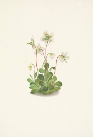 Woodnymph. Moneses uniflora by Mary Vaux Walcott Oil Painting