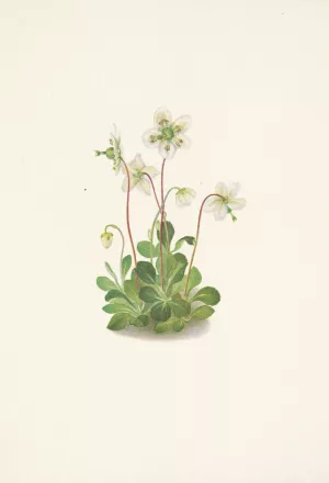 Woodnymph. Moneses uniflora by Mary Vaux Walcott Oil Painting