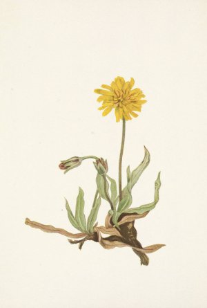 Woolly Agoseris. Agoseris villosa by Mary Vaux Walcott Oil Painting