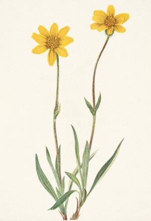Woolly Arnica. Arnica tomentosa Oil painting by Mary Vaux Walcott