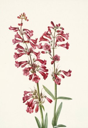 Wright Pentstemon. Pentstemon wrightii by Mary Vaux Walcott Oil Painting