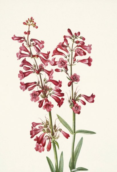 Wright Pentstemon. Pentstemon wrightii  by Mary Vaux Walcott - Hand-Painted Oil Painting Reproduction