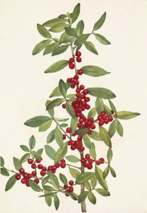 Yaupon. Ilex vomitoria by Mary Vaux Walcott Oil Painting