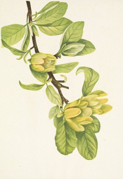 Yellow Cucumbertree. Magnolia cordata  by Mary Vaux Walcott - Hand-Painted Oil Painting Reproduction