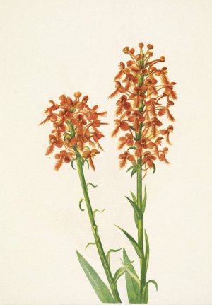Yellow Fringeorchid. Habenaria ciliaris by Mary Vaux Walcott Oil Painting