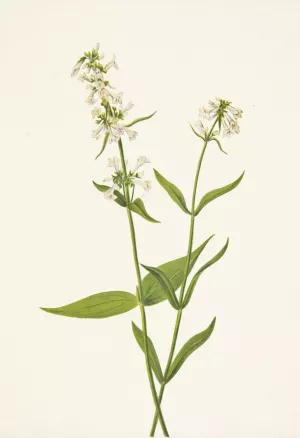 Yellow Pentstemon. Pentstemon confertus by Mary Vaux Walcott Oil Painting
