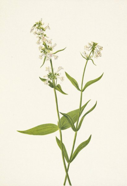 Yellow Pentstemon. Pentstemon confertus  by Mary Vaux Walcott - Hand-Painted Oil Painting Reproduction