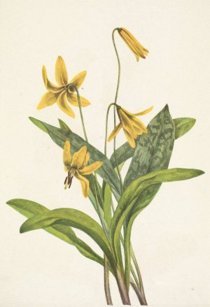 Yellow Troutlily. Erythronium americanum by Mary Vaux Walcott Oil Painting