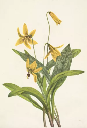 Yellow Troutlily. Erythronium americanum by Mary Vaux Walcott Oil Painting
