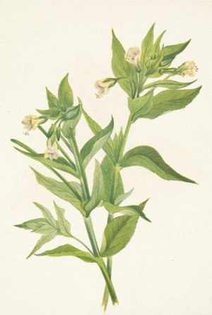 Yellow Willow-weed. Epilobium lutem by Mary Vaux Walcott Oil Painting