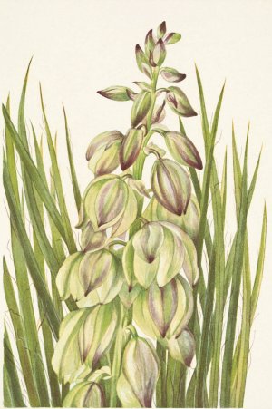Yucca. Yucca baileyi by Mary Vaux Walcott Oil Painting