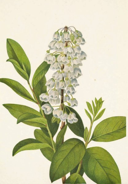 Zenobia. Zenobia cassinifolia  by Mary Vaux Walcott - Hand-Painted Oil Painting Reproduction