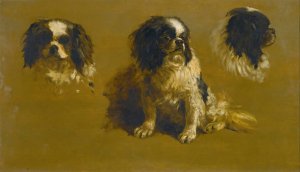 Study Of A King Charles Spaniel by Maud Earl Oil Painting