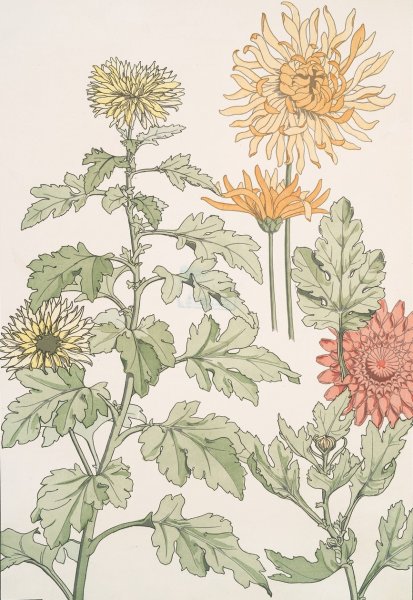 Chrysantheme  by Maurice Pillard Verneuil - Hand-Painted Oil Painting Reproduction