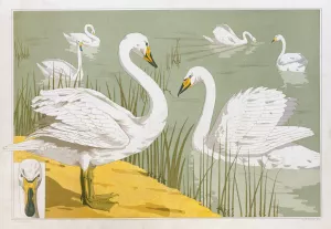 Cygne sauvage by Maurice Pillard Verneuil Oil Painting