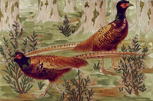 Faisans ordinaires.  by Maurice Pillard Verneuil - Hand-Painted Oil Painting Reproduction