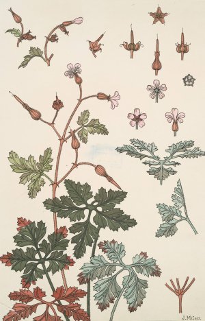 Geranium sauvage by Maurice Pillard Verneuil Oil Painting