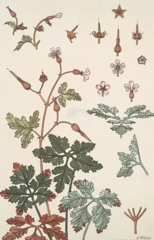 Geranium sauvage by Maurice Pillard Verneuil Oil Painting