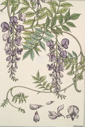 Glycine by Maurice Pillard Verneuil Oil Painting