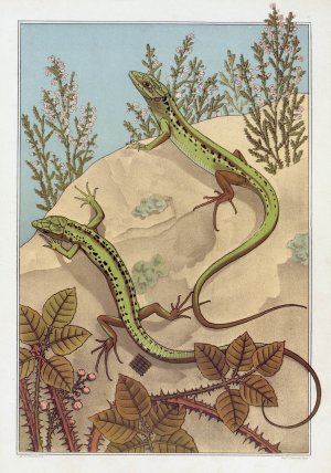 Lezard by Maurice Pillard Verneuil Oil Painting