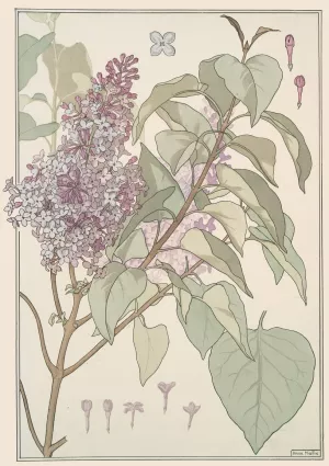 Lilas by Maurice Pillard Verneuil Oil Painting
