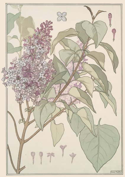 Lilas  by Maurice Pillard Verneuil - Hand-Painted Oil Painting Reproduction
