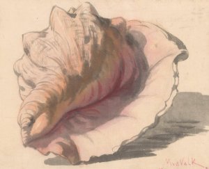 Schelp by Maurits Van Der Valk Oil Painting