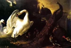 Swans and Peacocks painting by Melchior De Hondecoeter