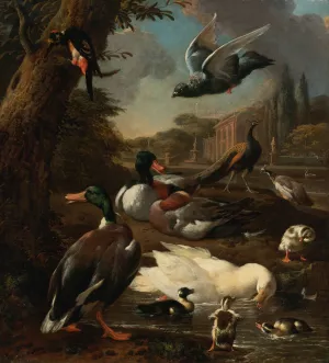 A peacock, pigeon, ducks and other birds in a garden setting by Melchior D'Hondecoeter Oil Painting