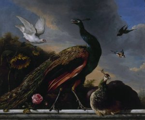 Peacocks, male and female by Melchior D'Hondecoeter Oil Painting