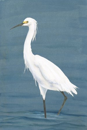 Wading Egret II by Michael Willett Oil Painting