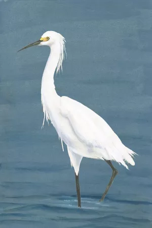 Wading Egret II Oil Painting by Michael Willett - Contemporary