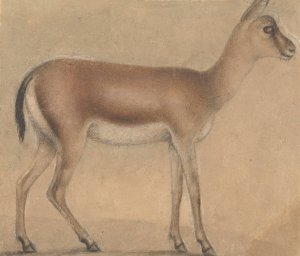 A Gazelle In Profile, Moving Toward The Right by Michelino Da Besozzo Oil Painting