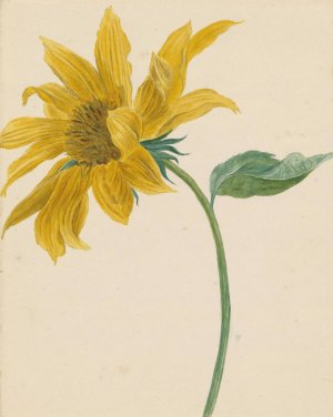 Tak met een zonnebloem by Michiel Van Huysum Oil Painting