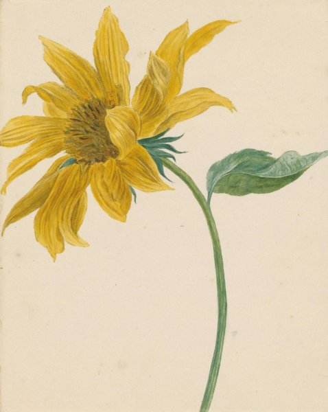 Tak met een zonnebloem  by Michiel Van Huysum - Hand-Painted Oil Painting Reproduction