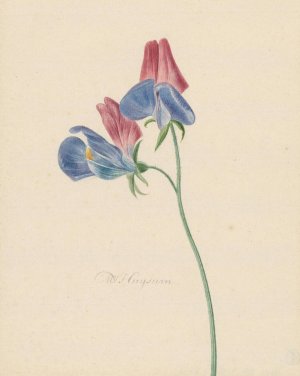 Tak met twee bloemen by Michiel Van Huysum Oil Painting