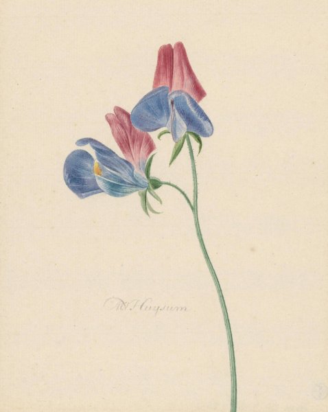 Tak met twee bloemen  by Michiel Van Huysum - Hand-Painted Oil Painting Reproduction