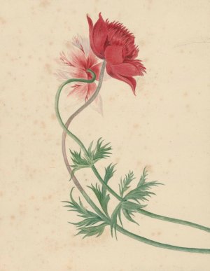 Twee takken met elk een bloem by Michiel Van Huysum Oil Painting