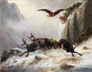 Chamois, persecuted by an Eagle by Moritz Muller Oil Painting