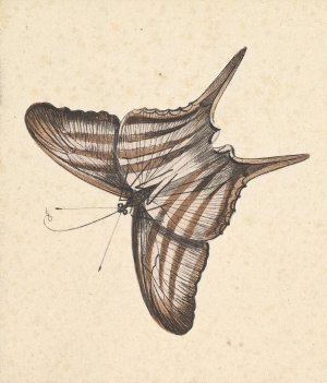 A Butterfly by Nicolaas Struyk Oil Painting
