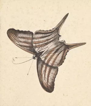 A Butterfly Oil painting by Nicolaas Struyk